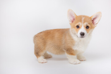 welsh corgi puppy isolated on white background, cute pets