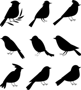 birds silhouette collection isolated vector