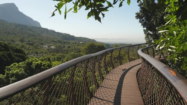 Commanding view of Table Mountain from Tree Canopy Walkway, Cape Town