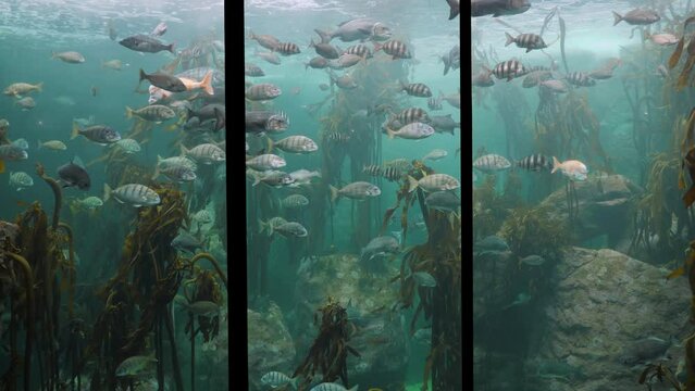 Natural kelp forest habitat hosts hundreds of fish in big aquarium