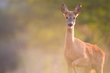 Roe deer in autumn 