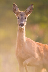 Roe deer in autumn 