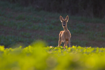 Roe deer in autumn 
