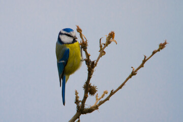 Fallow deer in rut in autumn from wildlife