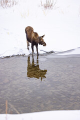 Wyoming moose in Gros Ventre river in the snow and ice
