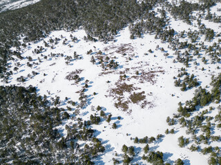 Field between trees on a winter day