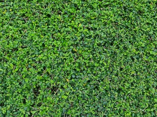 green grass pattern texture,green grass background ,top view background of grass garden, green backdrop, lawn for football field, golf course lawn