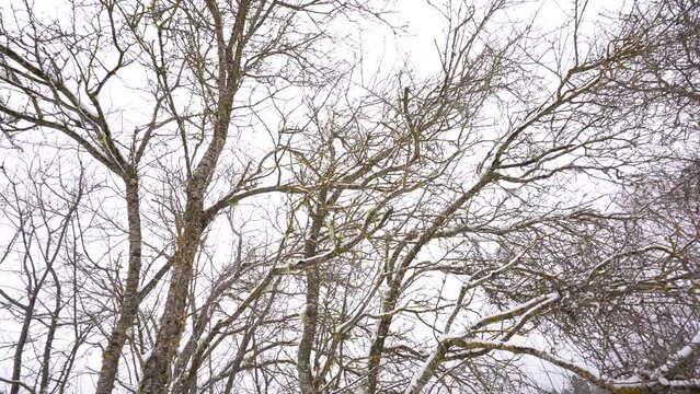 Leafless branches with snow in winter, white sky background, still frozen trees