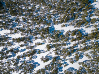 Trees on the snowy ground