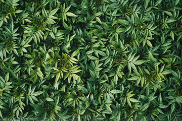 Naklejka na ściany i meble Abstract organic background of lush green foliage of sprouts of tagetes flowers