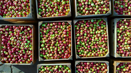 close-up, aero top view. wooden containers, boxes filled to the top with ripe red and green...