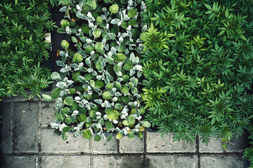 Lush greenery seedlings for urban flower beds, tagetes, cineraria, top view