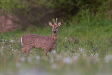 Naklejka na ściany i meble Young roe deer in spring wildlife nature, Slovakia 