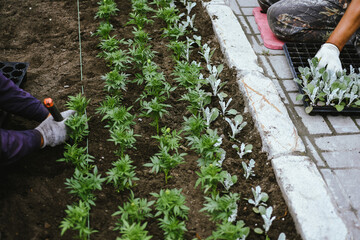 Gardener's male hands are transplanting flower seedlings into even rows