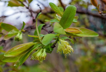 Flowers of the berry bush 