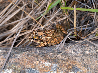 Sand frog, Laliostoma labrosum Ambalavao, hiding in the grass, Andringitra National Park, Madagascar wildlife