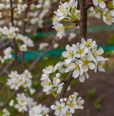 Flowers of the berry bush 
