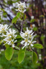 White flowers of the berry bush 