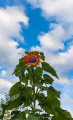 Yellow flowers "Decorative sunflower " close-up on the background of greenery and blue sky in summer