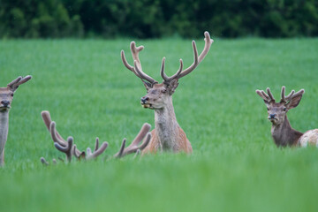 Naklejka na ściany i meble Red deers in summer grass with growing antlers, wildlife, Slovakia