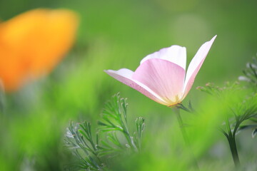 春の美しいカルフォルニアポピーの花