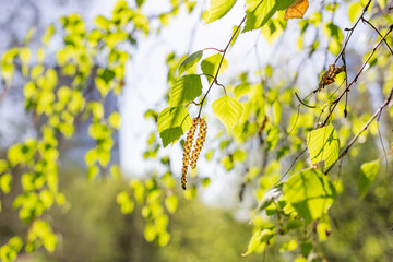 Birch branches with flowers. Beginning of allergy season for people allergic to birch pollen....