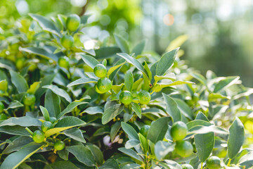 Fortunella japonica or cumquat. Natural background with cumquat fruits in thick green foliage at sunlight. Growing fruits at garden. Agriculture.