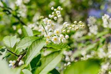 Spring background with little white flowers of bird cherry tree at sunlight. Beauty in nature.