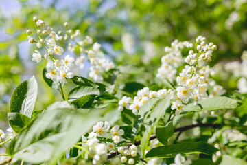 Spring background with little white flowers of bird cherry tree at sunlight. Beauty in nature.