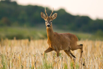 Roe deer in rut in wildlife nature,spring, summer, Slovakia 