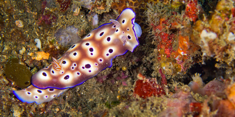 Fototapeta na wymiar Sea Slug, Dorid Nudibranch, Tryon's Risbecia, Risbecia tryoni, Coral Reef, Lembeh, North Sulawesi, Indonesia, Asia