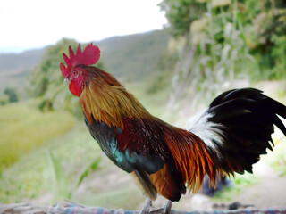 Close-up sideview of a colorful male bantam rooster standing, red, green, white, brown and black color, blurry background