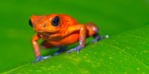 Dart Poison Frog, Blue Jeans, Oophaga pumilio, Dendrobates pumilio, Tropical Rainforest, Costa Rica, America