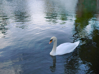 Fototapeta premium High angle view a white swan, goose, Cygnus, swimming in clear water, pond, lake, animal life