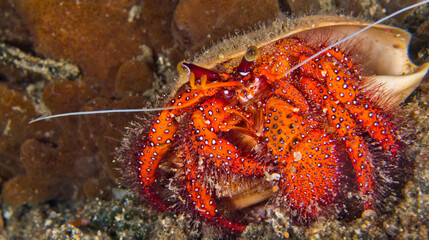 White Spotted Hermit Crab, Left-handed Hermit Crab, Dardanus megistos, Coral Reef, Lembeh, North Sulawesi, Indonesia, Asia