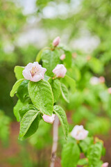 Close up of quince tree white flowers in full bloom. Blossom concept with blurred background. (Cydonia oblonga).