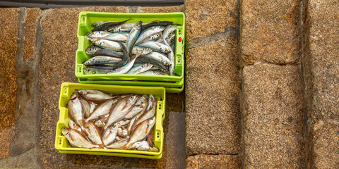Freshly Caught Fish at Fishing Port, Malpica de Bergantiños, La Coruña, Galicia, Spain, Europe