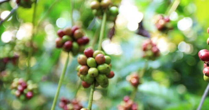 raw coffee beans in tree natural plantation. Close up and selective manual focus motion blur bokeh background, 4k video