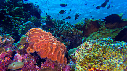 Coral Reef, Reef Building Coral, Bunaken National Marine Park, Bunaken, North Sulawesi, Indonesia,...