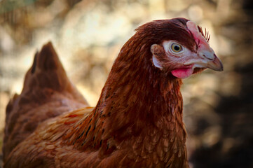 Chicken face