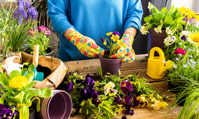 Spring decoration of a home balcony or terrace with flowers, woman transplanting a flowers pansies into a clay pot, home gardening and hobbies, biophilic design