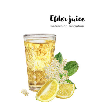 Hand drawn painting elderberry lemonade in glass with lemon and elder flowers. Isolated on opacity background.