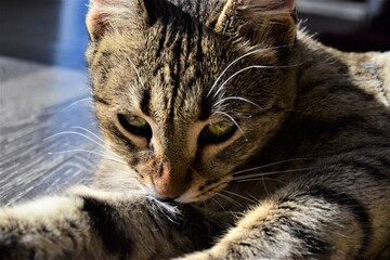 A cat in the sun is licking itself