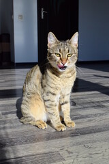 A cat in the sunshine