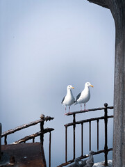 seagull on the pier