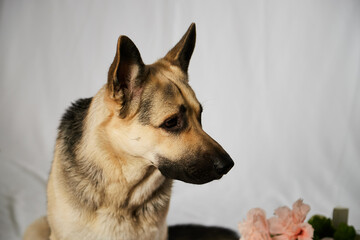 Cute funny big dog near decorations of flower. Pet german shepherd at home before holiday. Strange swiss shepherd dog posing in room during photo shoot