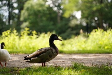 Sunny day with cute Duck