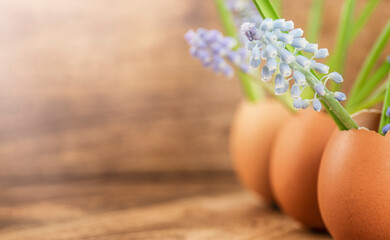 First spring flowers muscari in eggshell on wooden background