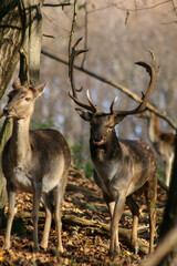 Fallow deer in colorful autumn forest during rut, useful for hunting magazines, articles or news, wildlife, Slovakia