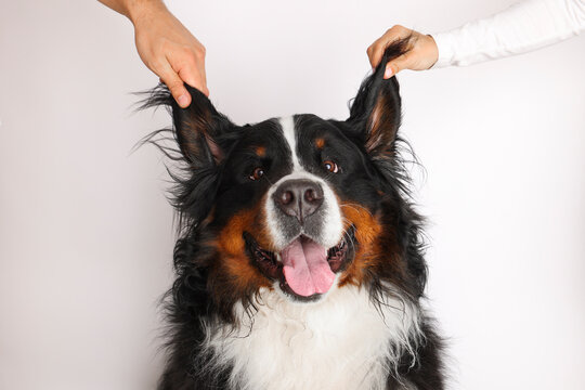 Stock Foto Bernese mountain dog on white background. Studio shot of a dog on an isolated background. The hands of the owners raised their ears in a funny way. Banner. 